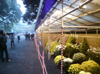The path to the shrine lines this year's flower competition, at its end all the flowers on display will be donated to the shrine.